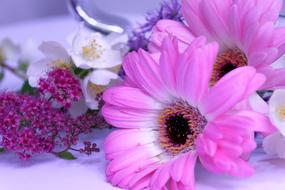 pink Gerbera Jasmin Flower
