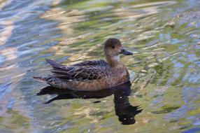 sweet mama duck