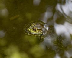 Frog Bullfrog Amphibian
