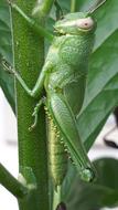 Grasshopper Leaf macro