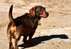 male wire-haired dachshund dog rear view