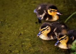 Mallard Chicks Baby