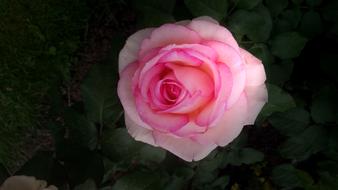 Rose Floribunda Blossom