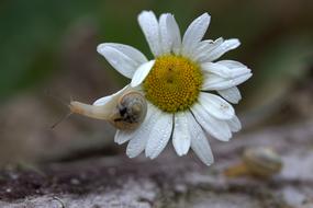 Snail on Daisy Petals