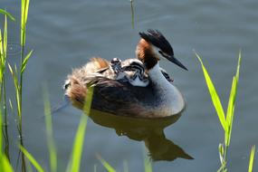 Great Crested Grebe Chicks Water
