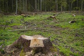 stop cutting down the forest