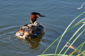 Great Crested Grebe Chicks Water