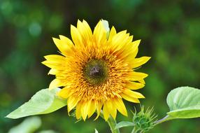 Sunflower Flower Blossom