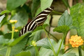 Butterfly Insect Close Up