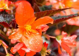 Unstoppable Upright Fire Begonia