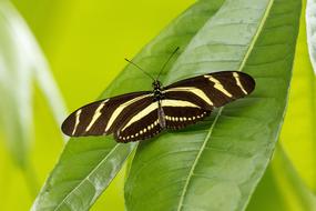 Butterfly Insect Close Up