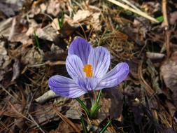 Crocus Spring Flower