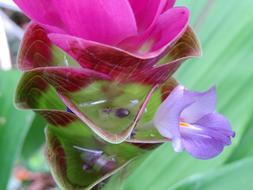 Purple and Blue Plant