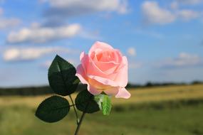 Pink Artificial Rose Flower on field