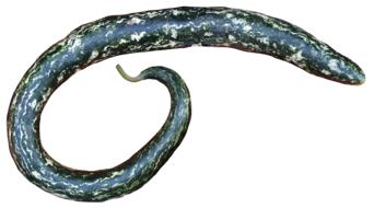 long green vegetable