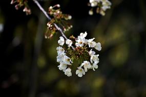 white small flowers on a branch close-up