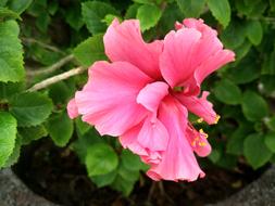 China-Rose Hibiscus Flower
