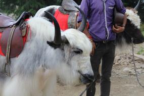 Yak Himalayan Grunting-Ox animal