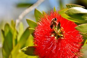 Lemon Bottlebrush Callistemon
