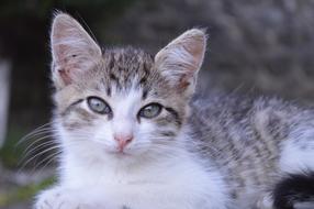 Kitten Cat Eyes