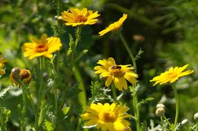 macro photo of yellow summer flowers