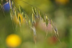 Grass Seeds Macro