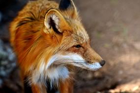 Fuchs Animal World Wild