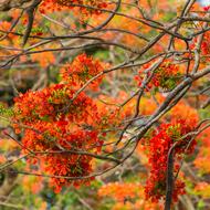 Flowering Tree Nature