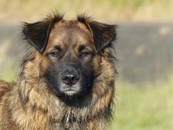 Close Up Animal Dog