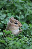 Chipmunk Nature Rodent
