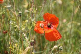 Klatschmohn Poppy Klatschrose