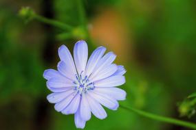 Chicory Common Blossom