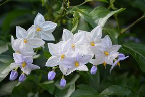 Flower Of Potato White Garden
