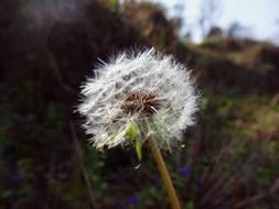 Macro picture of the dandelion Plant Flower