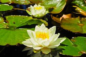 the beautiful lilies in the pond