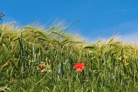 Grain Cornfield Field