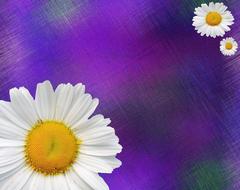 daisy summer pointed flower