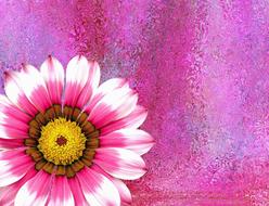 flower summer nature blossom