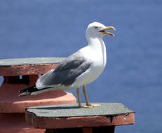 Holiday Sea Seagull