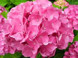 Hydrangea Flower Pink