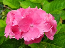 Hydrangea Flower Pink