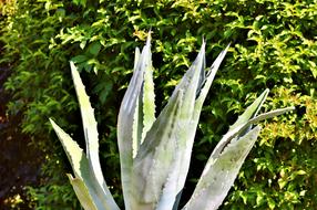 Agave Cactus Spur