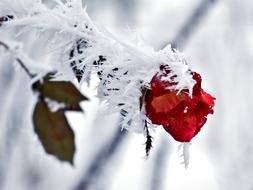 Rose Ice Snow
