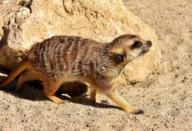 Meerkat Cute Curious