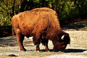 Bison Wild Animal in national park