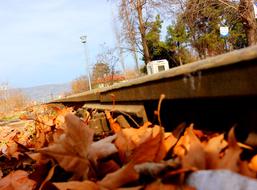Leaves Train Path