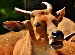 Banteng Beef Bos Javanicus