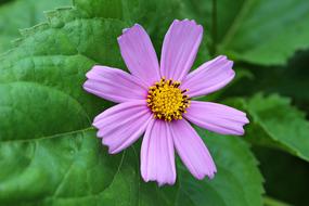 Flower Blossom Green