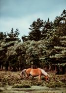 Horse Animal Landscape