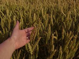 Wheat Field Harvest